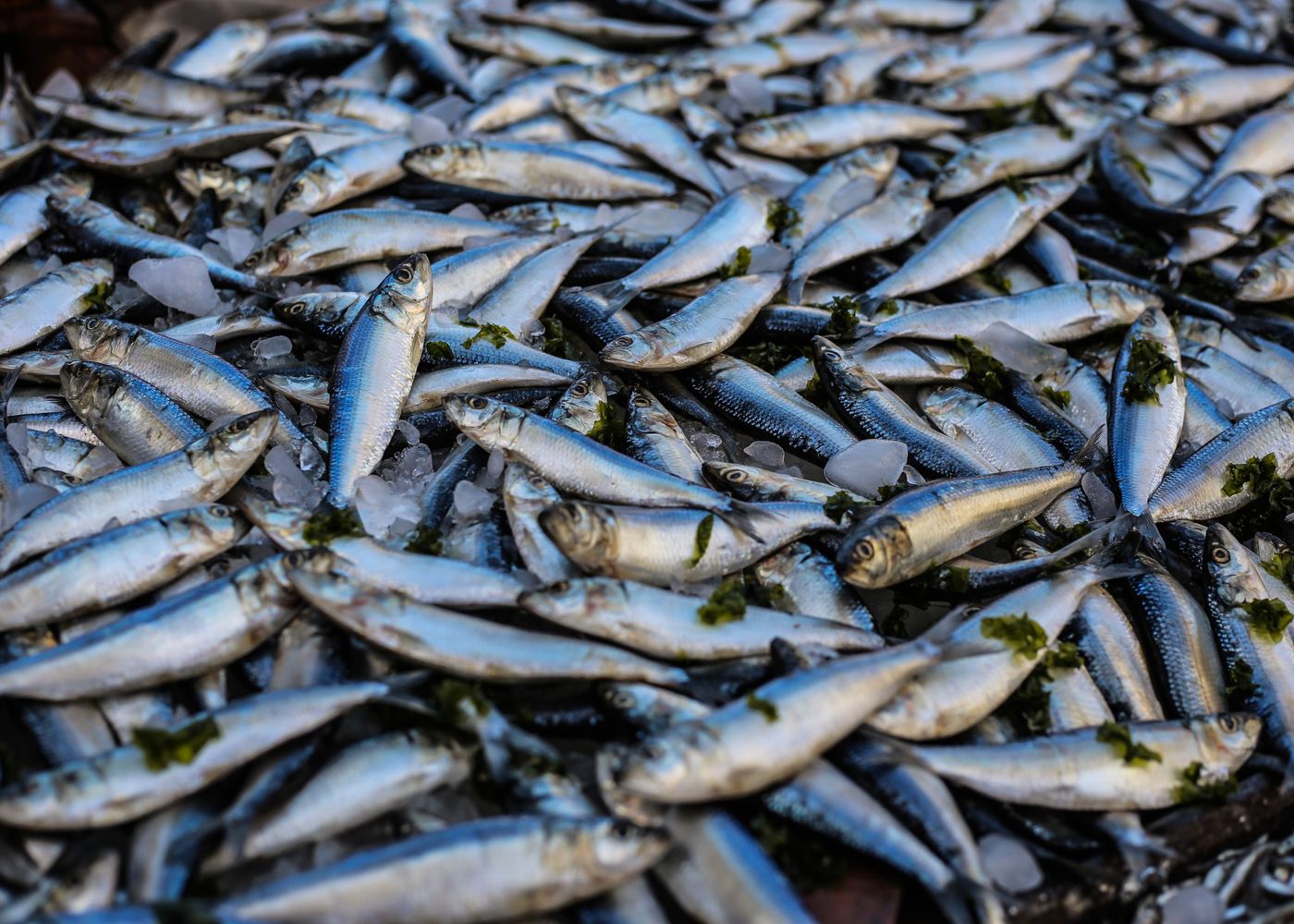 Sardines fraîches présentées sur glace au comptoir